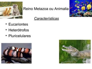 Reino Metazoa ou Animalia
Características

Eucariontes

Heterótrofos

Pluricelulares
 