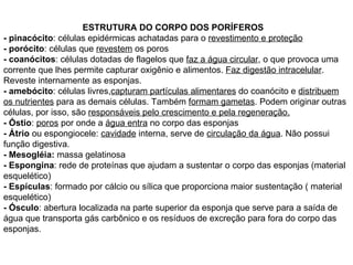 ESTRUTURA DO CORPO DOS PORÍFEROS - pinacócito : células epidérmicas achatadas para o  revestimento e proteção - porócito : células que  revestem  os poros - coanócitos : células dotadas de flagelos que  faz a água circular , o que provoca uma corrente que lhes permite capturar oxigênio e alimentos.  Faz digestão intracelular . Reveste internamente as esponjas. - amebócito : células livres, capturam partículas alimentares  do coanócito e  distribuem os nutrientes  para as demais células. Também  formam gametas . Podem originar outras células, por isso, são  responsáveis pelo crescimento e pela regeneração. - Óstio :  poros  por onde a  água entra  no corpo das esponjas - Átrio  ou espongiocele:  cavidade  interna, serve de  circulação da água . Não possui função digestiva. - Mesogléia:  massa gelatinosa  - Espongina : rede de proteínas que ajudam a sustentar o corpo das esponjas (material esquelético) - Espículas : formado por cálcio ou sílica que proporciona maior sustentação ( material esquelético) - Ósculo : abertura localizada na parte superior da esponja que serve para a saída de água que transporta gás carbônico e os resíduos de excreção para fora do corpo das esponjas. 