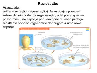 Reprodução: Assexuada: a)Fragmentação (regeneração): As esponjas possuem extraordinário poder de regeneração, a tal ponto que, se passarmos uma esponja por uma peneira, cada pedaço resultante pode se regenerar e dar origem a uma nova esponja. 