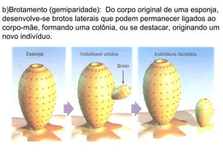 b)Brotamento (gemiparidade):  Do corpo original de uma esponja, desenvolve-se brotos laterais que podem permanecer ligados ao corpo-mãe, formando uma colônia, ou se destacar, originando um novo indivíduo. 