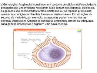 c)Gemulação: As gêmulas constituem um conjunto de células indiferenciadas e protegidas por um envoltório resistente. Mais comum nas esponjas dulcícolas, as gêmulas são consideradas formas resistência ou de repouso produzidas quando as condições ambientais tornam-se desfavoráveis. Em situações de seca ou de muito frio, por exemplo, as esponjas podem morrer, mas as gêmulas sobrevivem. Quando as condições ambientais tornam-se adequada, cada gêmula desenvolve e organiza uma nova esponja. 