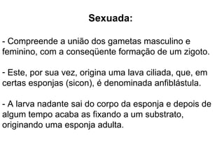 Sexuada: - Compreende a união dos gametas masculino e feminino, com a conseqüente formação de um zigoto. Este, por sua vez, origina uma lava ciliada, que, em certas esponjas (sicon), é denominada anfiblástula.  - A larva nadante sai do corpo da esponja e depois de algum tempo acaba as fixando a um substrato, originando uma esponja adulta.  