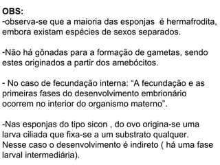 OBS: observa-se que a maioria das esponjas  é hermafrodita, embora existam espécies de sexos separados.  Não há gônadas para a formação de gametas, sendo estes originados a partir dos amebócitos.  No caso de fecundação interna: “A fecundação e as primeiras fases do desenvolvimento embrionário ocorrem no interior do organismo materno”.  -Nas esponjas do tipo sicon , do ovo origina-se uma larva ciliada que fixa-se a um substrato qualquer.  Nesse caso o desenvolvimento é indireto ( há uma fase larval intermediária). 