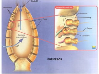 PORÍFEROS ósculo 