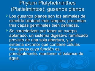 Phylum Platyhelminthes
  (Platielmintos): gusanos planos
 Los gusanos planos son los animales de
  simetría bilateral más simples; presentan
  tres capas germinales bien definidas.
 Se caracterizan por tener un cuerpo
  aplanado, un sistema digestivo ramificado
  provisto de una sola abertura, y un
  sistema excretor que contiene células
  flamígeras cuya función es,
  principalmente, mantener el balance de
  agua.
 