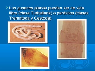  Los gusanos planos pueden ser de vida
 libre (clase Turbellaria) o parásitos (clases
 Trematoda y Cestoda).
 