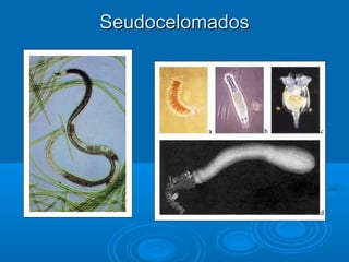 Seudocelomados
 