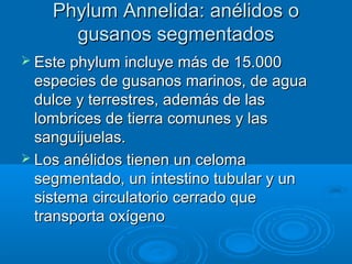 Phylum Annelida: anélidos o
      gusanos segmentados
 Este phylum   incluye más de 15.000
  especies de gusanos marinos, de agua
  dulce y terrestres, además de las
  lombrices de tierra comunes y las
  sanguijuelas.
 Los anélidos tienen un celoma
  segmentado, un intestino tubular y un
  sistema circulatorio cerrado que
  transporta oxígeno
 