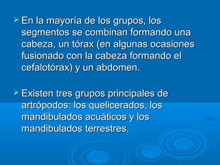  En la mayoría de los grupos, los
 segmentos se combinan formando una
 cabeza, un tórax (en algunas ocasiones
 fusionado con la cabeza formando el
 cefalotórax) y un abdomen.

 Existen tres grupos principales de
 artrópodos: los quelicerados, los
 mandibulados acuáticos y los
 mandibulados terrestres.
 