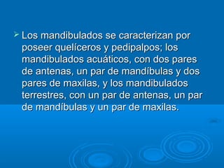  Los mandibulados se caracterizan por
 poseer quelíceros y pedipalpos; los
 mandibulados acuáticos, con dos pares
 de antenas, un par de mandíbulas y dos
 pares de maxilas, y los mandibulados
 terrestres, con un par de antenas, un par
 de mandíbulas y un par de maxilas.
 
