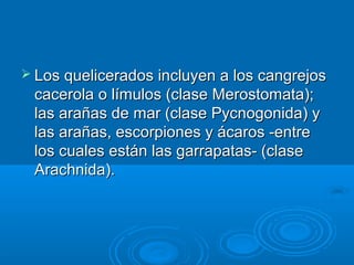  Los quelicerados incluyen a los cangrejos
 cacerola o límulos (clase Merostomata);
 las arañas de mar (clase Pycnogonida) y
 las arañas, escorpiones y ácaros -entre
 los cuales están las garrapatas- (clase
 Arachnida).
 