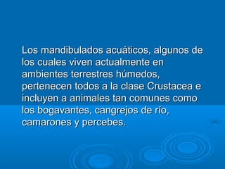 Los mandibulados acuáticos, algunos de
los cuales viven actualmente en
ambientes terrestres húmedos,
pertenecen todos a la clase Crustacea e
incluyen a animales tan comunes como
los bogavantes, cangrejos de río,
camarones y percebes.
 