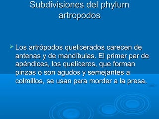 Subdivisiones del phylum
             artropodos


 Los artrópodos quelicerados carecen de
 antenas y de mandíbulas. El primer par de
 apéndices, los quelíceros, que forman
 pinzas o son agudos y semejantes a
 colmillos, se usan para morder a la presa.
 