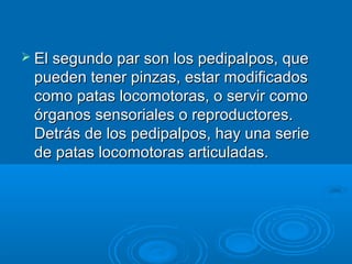  El segundo par son los pedipalpos, que
 pueden tener pinzas, estar modificados
 como patas locomotoras, o servir como
 órganos sensoriales o reproductores.
 Detrás de los pedipalpos, hay una serie
 de patas locomotoras articuladas.
 