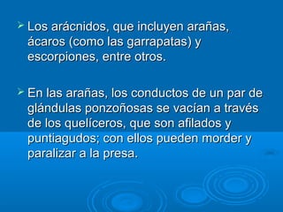  Los arácnidos, que incluyen arañas,
 ácaros (como las garrapatas) y
 escorpiones, entre otros.

 En las arañas, los conductos de un par de
 glándulas ponzoñosas se vacían a través
 de los quelíceros, que son afilados y
 puntiagudos; con ellos pueden morder y
 paralizar a la presa.
 