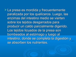  La presa es mordida y frecuentemente
 paralizada por los quelíceros. Luego, las
 enzimas del intestino medio se vierten
 sobre los tejidos desgarrados para
 producir un caldo parcialmente digerido.
 Los tejidos licuados de la presa son
 bombeados al estómago y luego al
 intestino, donde se completa la digestión y
 se absorben los nutrientes.
 