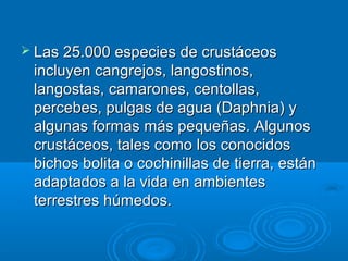  Las 25.000 especies de crustáceos
 incluyen cangrejos, langostinos,
 langostas, camarones, centollas,
 percebes, pulgas de agua (Daphnia) y
 algunas formas más pequeñas. Algunos
 crustáceos, tales como los conocidos
 bichos bolita o cochinillas de tierra, están
 adaptados a la vida en ambientes
 terrestres húmedos.
 