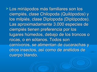  Los miriápodos más familiares son los
 ciempiés, clase Chilopoda (Quilópodos) y
 los milpiés, clase Diplopoda (Diplópodos).
 Las aproximadamente 3.000 especies de
 ciempiés tienen preferencia por los
 lugares húmedos, debajo de los troncos o
 rocas, o en sótanos. Todos son
 carnívoros, se alimentan de cucarachas y
 otros insectos, así como de anélidos de
 cuerpo blando.
 