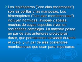  Los lepidópteros ("con alas escamosas")
 son las polillas y las mariposas. Los
 himenópteros ("con alas membranosas")
 incluyen hormigas, avispas y abejas,
 muchas de cuyas especies viven en
 sociedades complejas. La mayoría posee
 un par de alas anteriores protectoras
 duras, que permanecen elevadas durante
 el vuelo, y un par de alas posteriores
 membranosas que usan para impulsarse.
 