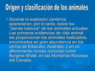  Durante la explosión cámbrica
 aparecieron, por lo tanto, todos los
 "planes básicos" de los animales actuales.
 Las primeras evidencias de vida animal
 las proporcionan los animales fosilizados,
 encontrados en gran abundancia en los
 cerros de Ediacara, Australia, y en un
 afloramiento rocoso conocido como
 Burgess Shale, en las Montañas Rocosas
 del Canadá.
 