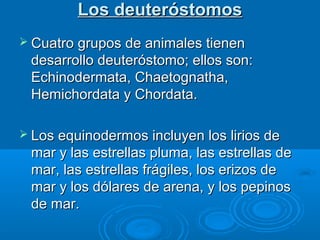Los deuteróstomos
 Cuatro grupos de animales tienen
 desarrollo deuteróstomo; ellos son:
 Echinodermata, Chaetognatha,
 Hemichordata y Chordata.

 Los equinodermos incluyen los lirios de
 mar y las estrellas pluma, las estrellas de
 mar, las estrellas frágiles, los erizos de
 mar y los dólares de arena, y los pepinos
 de mar.
 