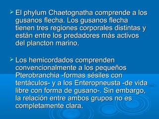  El phylum Chaetognatha comprende a los
 gusanos flecha. Los gusanos flecha
 tienen tres regiones corporales distintas y
 están entre los predadores más activos
 del plancton marino.

 Los hemicordados comprenden
 convencionalmente a los pequeños
 Pterobranchia -formas sésiles con
 tentáculos- y a los Enteropneusta -de vida
 libre con forma de gusano-. Sin embargo,
 la relación entre ambos grupos no es
 completamente clara.
 