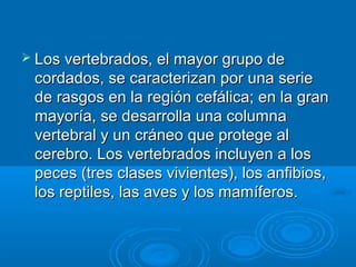  Los vertebrados, el mayor grupo de
 cordados, se caracterizan por una serie
 de rasgos en la región cefálica; en la gran
 mayoría, se desarrolla una columna
 vertebral y un cráneo que protege al
 cerebro. Los vertebrados incluyen a los
 peces (tres clases vivientes), los anfibios,
 los reptiles, las aves y los mamíferos.
 