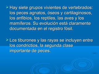  Hay siete grupos vivientes de vertebrados:
 los peces agnatos, óseos y cartilaginosos,
 los anfibios, los reptiles, las aves y los
 mamíferos. Su evolución está claramente
 documentada en el registro fósil.

 Los tiburones y las rayas se incluyen entre
 los condrictios, la segunda clase
 importante de peces.
 