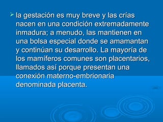  la gestación es muy breve y las crías
 nacen en una condición extremadamente
 inmadura; a menudo, las mantienen en
 una bolsa especial donde se amamantan
 y continúan su desarrollo. La mayoría de
 los mamíferos comunes son placentarios,
 llamados así porque presentan una
 conexión materno-embrionaria
 denominada placenta.
 