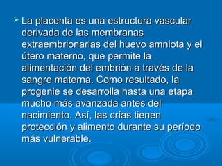  La placenta es una estructura vascular
 derivada de las membranas
 extraembrionarias del huevo amniota y el
 útero materno, que permite la
 alimentación del embrión a través de la
 sangre materna. Como resultado, la
 progenie se desarrolla hasta una etapa
 mucho más avanzada antes del
 nacimiento. Así, las crías tienen
 protección y alimento durante su período
 más vulnerable.
 