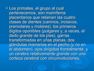  Los primates, el grupo al cual
 pertenecemos, son mamíferos
 placentarios que retienen las cuatro
 clases de dientes (caninos, incisivos,
 premolares y molares), los primeros
 dígitos oponibles (pulgares y, a veces, el
 dedo grande de los pies), garras
 transformadas en uñas planas, dos
 glándulas mamarias en el pecho (y no en
 el abdomen), ojos dirigidos frontalmente, y
 un cerebro relativamente grande con una
 corteza cerebral con circunvoluciones.
 