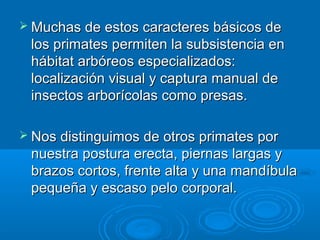  Muchas de estos caracteres básicos de
 los primates permiten la subsistencia en
 hábitat arbóreos especializados:
 localización visual y captura manual de
 insectos arborícolas como presas.

 Nos distinguimos de otros primates por
 nuestra postura erecta, piernas largas y
 brazos cortos, frente alta y una mandíbula
 pequeña y escaso pelo corporal.
 