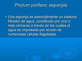 Phylum porifera: esponjas

 Una esponja es esencialmente un sistema
 filtrador de agua, constituido por una o
 más cámaras a través de las cuales el
 agua es impulsada por acción de
 numerosas células flageladas.
 