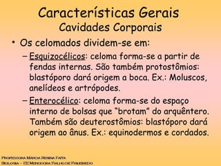 • Os celomados dividem-se em:
– Esquizocélicos: celoma forma-se a partir de
fendas internas. São também protostômios:
blastóporo dará origem a boca. Ex.: Moluscos,
anelídeos e artrópodes.
– Enterocélico: celoma forma-se do espaço
interno de bolsas que “brotam” do arquêntero.
Também são deuterostômios: blastóporo dará
origem ao ânus. Ex.: equinodermos e cordados.
Características Gerais
Cavidades Corporais
 