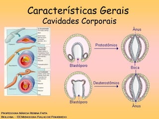 Características Gerais
Cavidades Corporais
 
