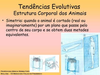 Tendências Evolutivas
Estrutura Corporal dos Animais
• Simetria: quando o animal é cortado (real ou
imaginariamente) por um plano que passe pelo
centro de seu corpo e se obtem duas metades
equivalentes.
 