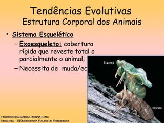 Tendências Evolutivas
Estrutura Corporal dos Animais
• Sistema Esquelético
– Exoesqueleto: cobertura
rígida que reveste total o
parcialmente o animal;
– Necessita de muda/ecdise.
 