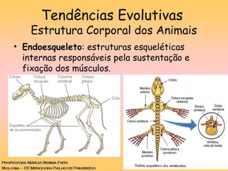 Tendências Evolutivas
Estrutura Corporal dos Animais
• Endoesqueleto: estruturas esqueléticas
internas responsáveis pela sustentação e
fixação dos músculos.
 
