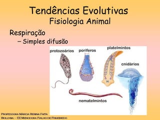 Respiração
– Simples difusão
Tendências Evolutivas
Fisiologia Animal
 