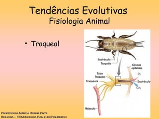 • Traqueal
Tendências Evolutivas
Fisiologia Animal
 
