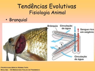 • Branquial
Tendências Evolutivas
Fisiologia Animal
 