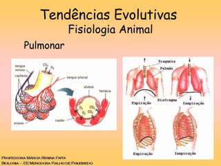 Pulmonar
Tendências Evolutivas
Fisiologia Animal
 