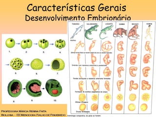 Características Gerais
Desenvolvimento Embrionário
 