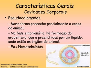 Características Gerais
Cavidades Corporais
• Pseudocelomados
- Mesoderma preenche parcialmente o corpo
do animal;
- Na fase embrionária, há formação do
arquêntero, que é preenchidos por um líquido,
onde estão os órgãos do animal;
- Ex.: Nematelmintos.
 