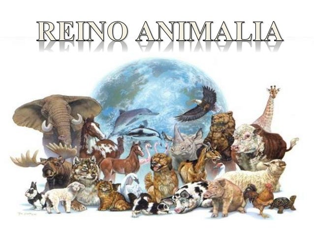 Reino Animalia
