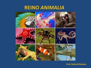 REINO ANIMALIA
Prof. Gabriel Mendes
 