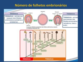 Número de folhetos embrionários
 