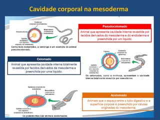 Cavidade corporal na mesoderma
 