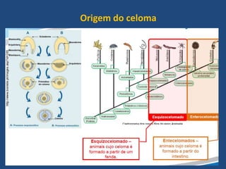 Origem do celoma
 