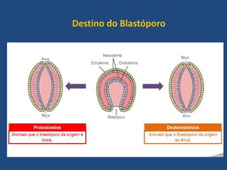 Destino do Blastóporo
 